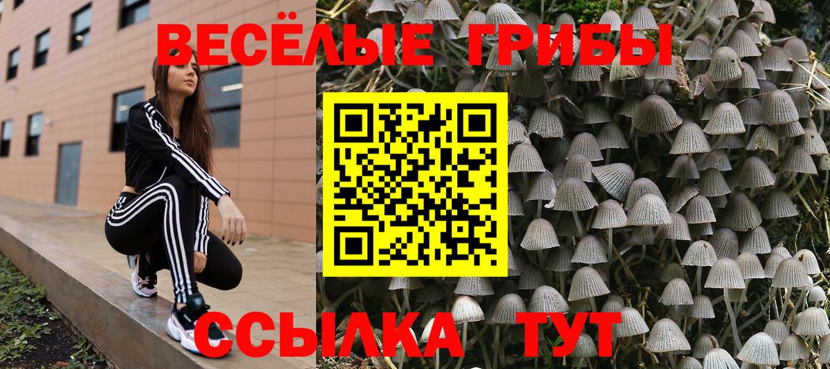 Галлюциногенные грибы Psilocybe Великий Новгород